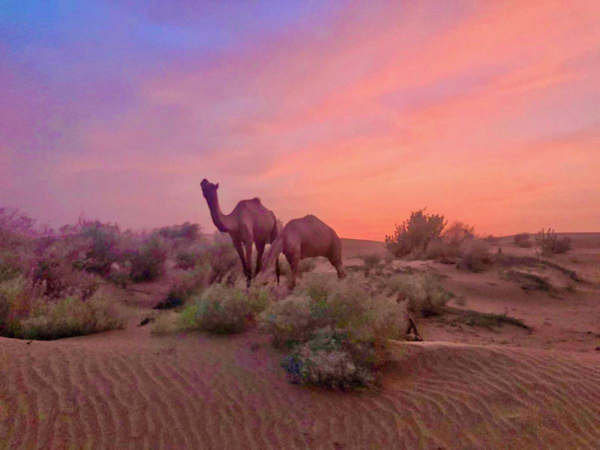 جيلسامر Hotel Desert Bloom المظهر الخارجي الصورة